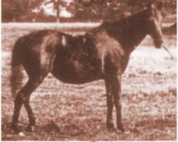 broodmare Hagar 1872 DB (Arabian purebred, 1872)