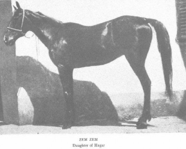 Zuchtstute Zem-Zem ox (Vollblutaraber, 1889, von El Emir DB)