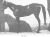 Zuchtstute Zem-Zem ox (Vollblutaraber, 1889, von El Emir DB)