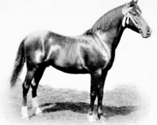 stallion Rafyk ox (Arabian thoroughbred, 1890, from Azrek 1881 DB)