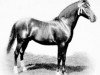 stallion Rafyk ox (Arabian thoroughbred, 1890, from Azrek 1881 DB)