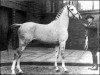 stallion Shazada ox (Arabian thoroughbred, 1913, from Mootrub 1887 DB)