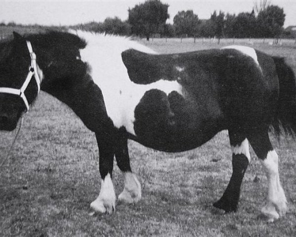 Zuchtstute Nora van de Vosbergen (Shetland Pony, 1977, von Coen van Neer)