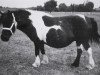 broodmare Nora van de Vosbergen (Shetland Pony, 1977, from Coen van Neer)
