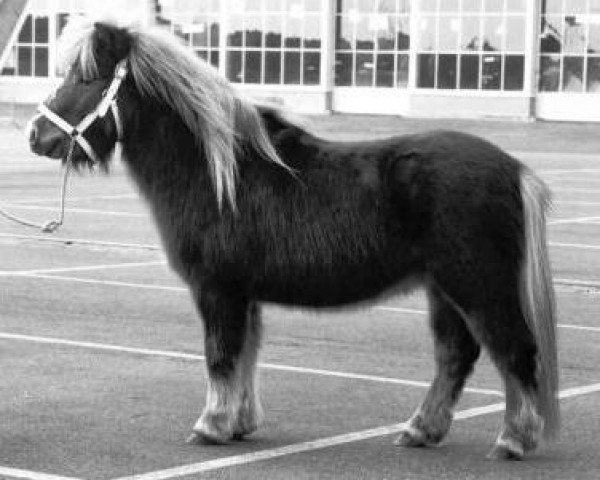 Deckhengst Berlad van Keizershof (Shetland Pony, 1987, von Kismet van Bunswaard)