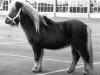 Deckhengst Berlad van Keizershof (Shetland Pony, 1987, von Kismet van Bunswaard)