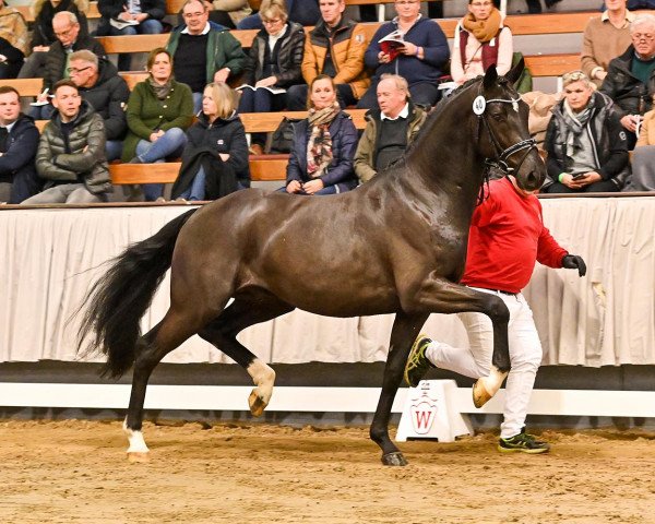 stallion Legendary 9 (Westphalian, 2019, from Lord Leopold 7)