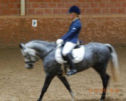 dressage horse Coco Chanel 186 (Welsh-Pony (Section B), 2007, from Green Willow Crisp)