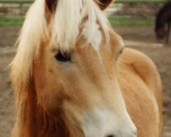 Pferd Alex (Haflinger, 1991, von Apollo (6,25% ox))