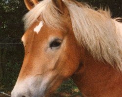 horse Goldina (Haflinger, 1979, from Sterling K)