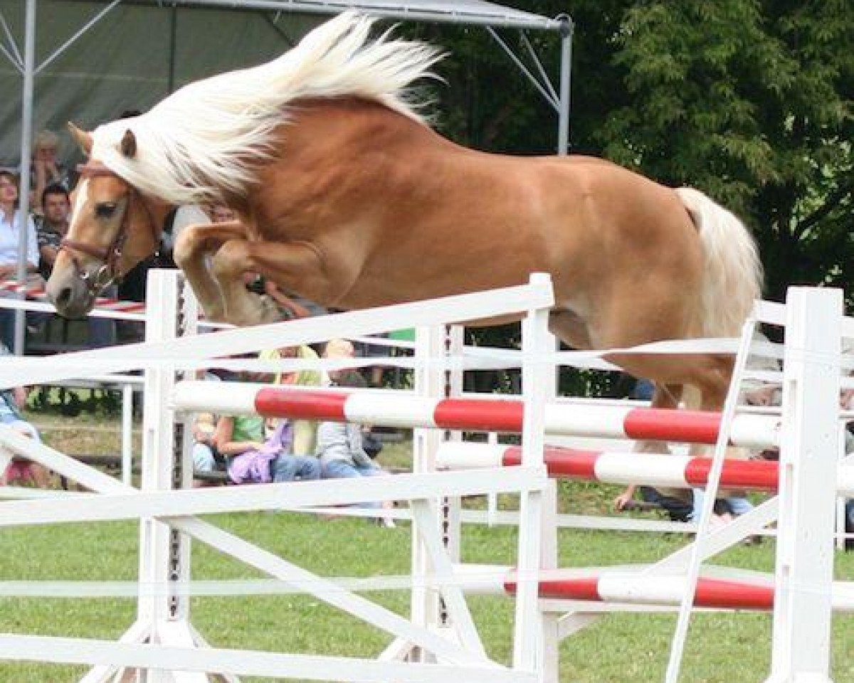 dressage horse Wellington (5,08% ox) (Edelbluthaflinger, 2004, from Winterstar (6,25% ox))