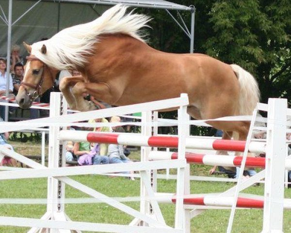 dressage horse Wellington (5,08% ox) (Edelbluthaflinger, 2004, from Winterstar (6,25% ox))