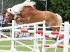 dressage horse Wellington (5,08% ox) (Edelbluthaflinger, 2004, from Winterstar (6,25% ox))