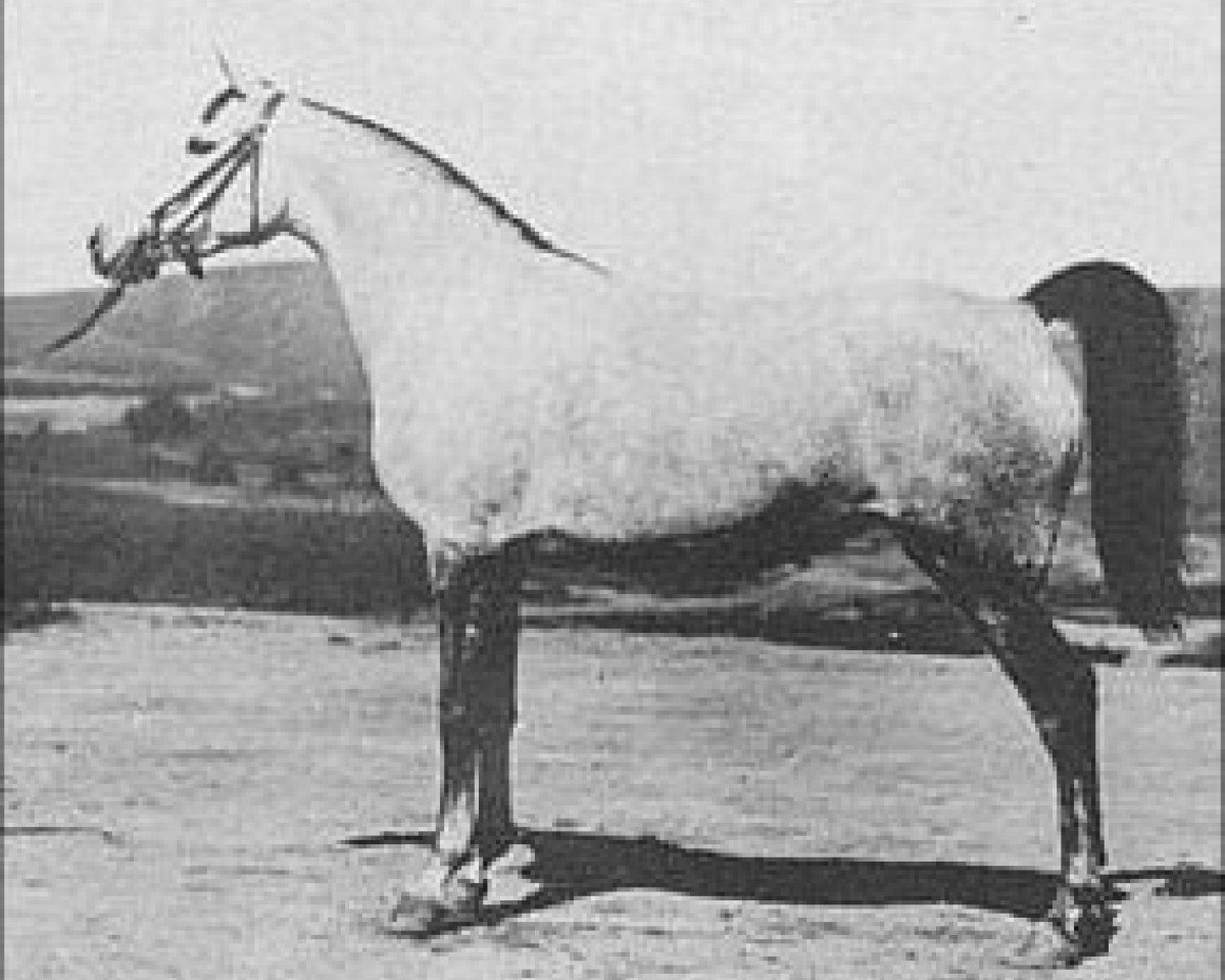 broodmare Rossana ox (Arabian purebred, 1921, from Skowronek 1909 ox)