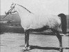 Zuchtstute Rossana ox (Vollblutaraber, 1921, von Skowronek 1909 ox)