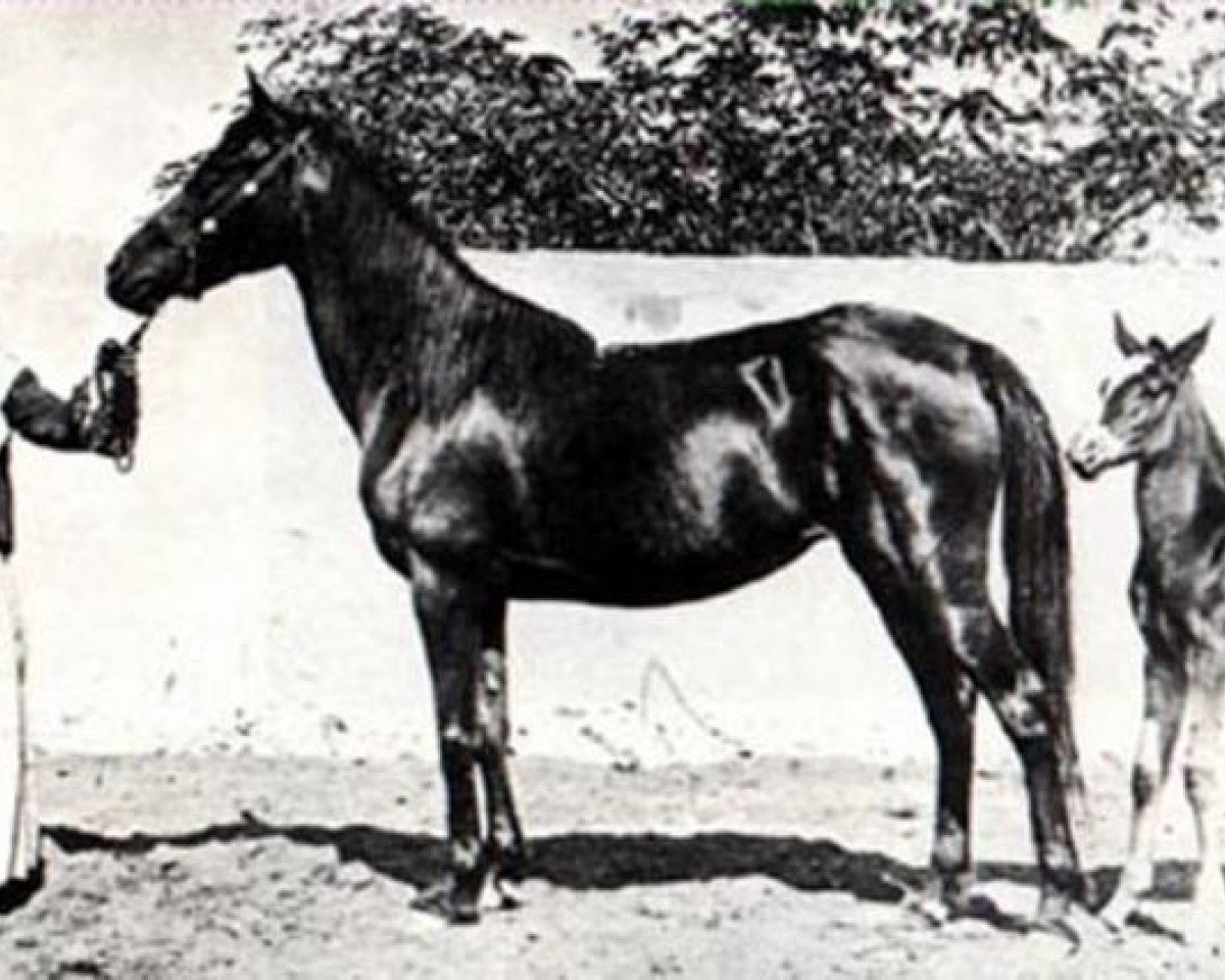 broodmare Ghazieh 1850 DB (Arabian purebred, 1850, from Obeyni DB)