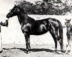 broodmare Ghazieh 1850 DB (Arabian thoroughbred, 1850, from Obeyni DB)