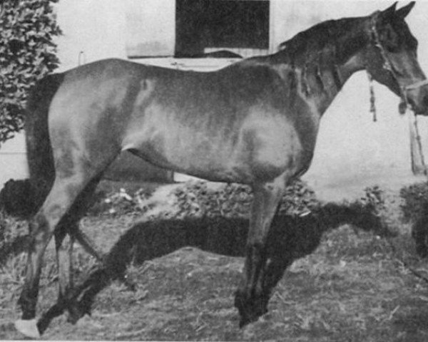 broodmare Mahfouza 1943 RAS (Arabian thoroughbred, 1943, from Hamdan 1936 RAS)