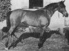 broodmare Mahfouza 1943 RAS (Arabian thoroughbred, 1943, from Hamdan 1936 RAS)