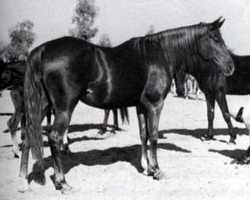 broodmare Sameera EAO (Arabian thoroughbred, 1954, from Mahfouz 1988 EAO)