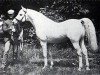 Deckhengst Shahwan 1887 ox (Vollblutaraber, 1887, von Wazir 1863 ox)