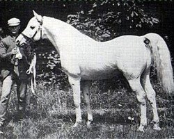 stallion Shahwan 1887 ox (Arabian thoroughbred, 1887, from Wazir 1863 ox)