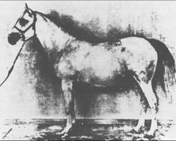 broodmare Nonliker ox (Arabian thoroughbred, 1898, from Shahwan 1887 ox)