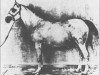 broodmare Nonliker ox (Arabian thoroughbred, 1898, from Shahwan 1887 ox)