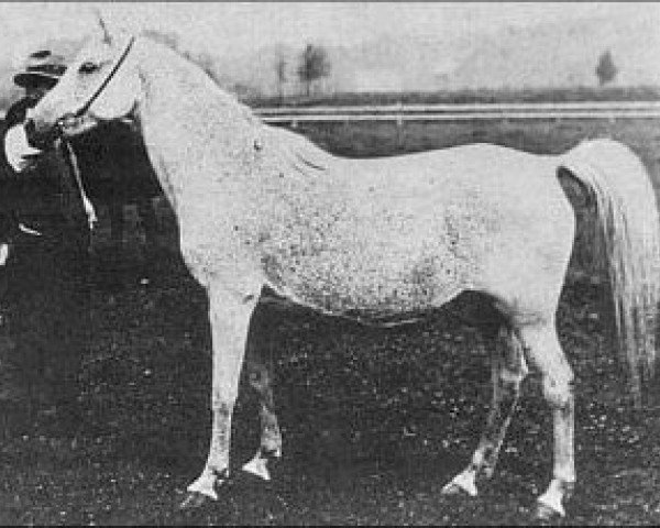 Zuchtstute Onrust ox (Vollblutaraber, 1903, von Garaveen 1892 ox)