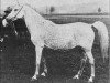 broodmare Onrust ox (Arabian thoroughbred, 1903, from Garaveen 1892 ox)
