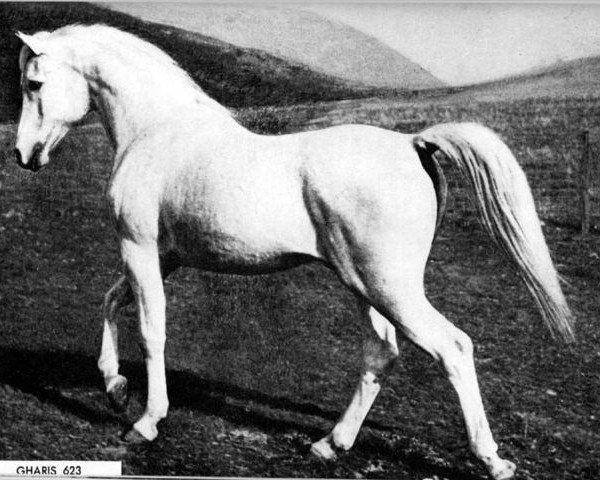 Deckhengst Gharis ox (Vollblutaraber, 1927, von Abu Zeyd 1904 ox)