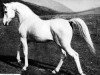 stallion Gharis ox (Arabian thoroughbred, 1927, from Abu Zeyd 1904 ox)