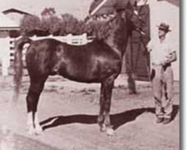 stallion Grand Royal ox (Arabian thoroughbred, 1947, from Oran 1940 ox)