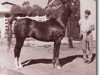 Deckhengst Grand Royal ox (Vollblutaraber, 1947, von Oran 1940 ox)