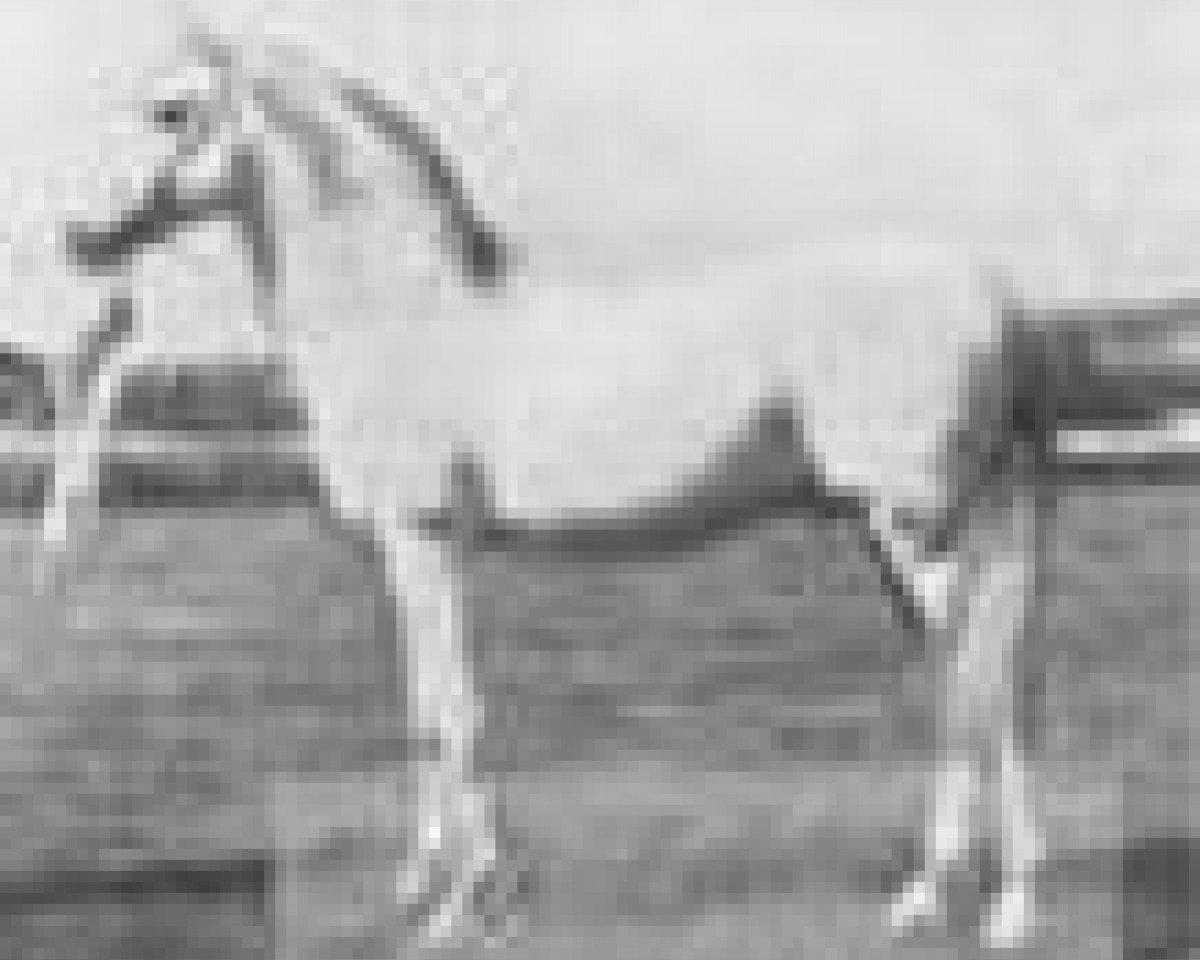 stallion Ben Azrek 1892 ox (Arabian purebred, 1892, from Azrek 1881 DB)