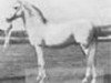 stallion Ben Azrek 1892 ox (Arabian thoroughbred, 1892, from Azrek 1881 DB)