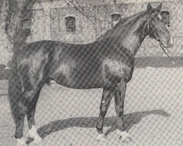 stallion Frundsberg (Westphalian, 1963, from Flirt)
