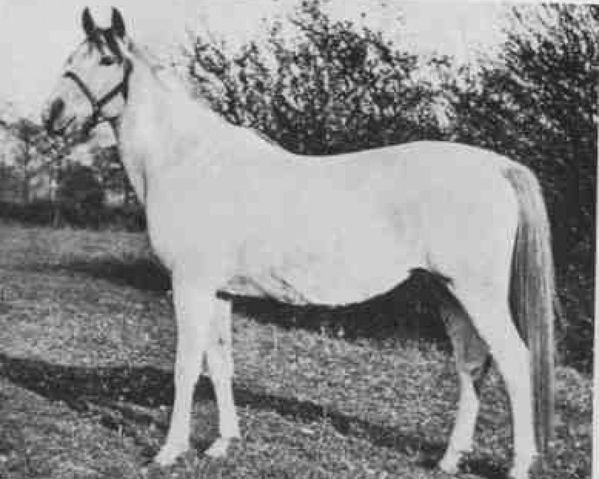 Zuchtstute Ruth Kesia 1903 ox (Vollblutaraber, 1903, von Ben Azrek 1892 ox)