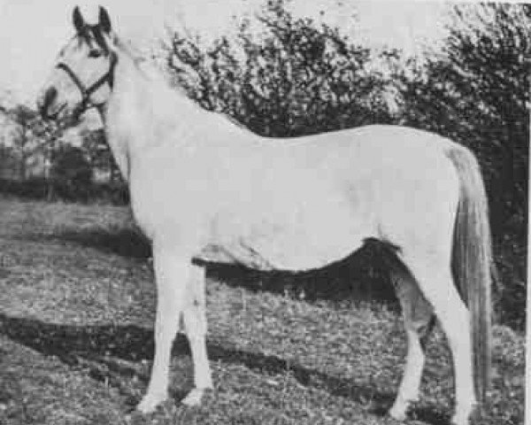 broodmare Ruth Kesia 1903 ox (Arabian thoroughbred, 1903, from Ben Azrek 1892 ox)
