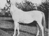 broodmare Ruth Kesia 1903 ox (Arabian thoroughbred, 1903, from Ben Azrek 1892 ox)