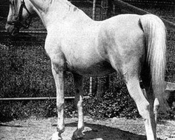 stallion Nuri Pasha 1920 ox (Arabian thoroughbred, 1920, from Nureddin II 1911 ox)