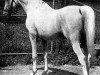 stallion Nuri Pasha 1920 ox (Arabian thoroughbred, 1920, from Nureddin II 1911 ox)