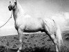 stallion Kaaba ox (Arabian thoroughbred, 1925, from Nuri Pasha 1920 ox)