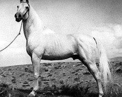 stallion Kaaba ox (Arabian thoroughbred, 1925, from Nuri Pasha 1920 ox)