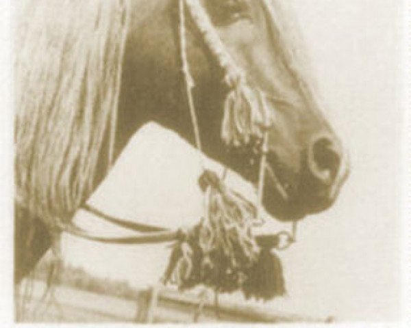 stallion Robi-Rashid ox (Arabian thoroughbred, 1948, from Al-Rashid ox)