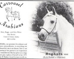 Zuchtstute Roghara ox (Vollblutaraber, 1955, von Robi-Rashid ox)