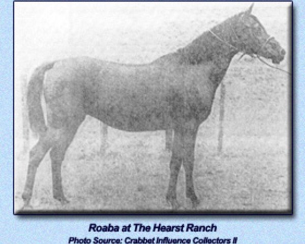 broodmare Roaba ox (Arabian thoroughbred, 1930, from Kaaba ox)