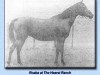 broodmare Roaba ox (Arabian thoroughbred, 1930, from Kaaba ox)