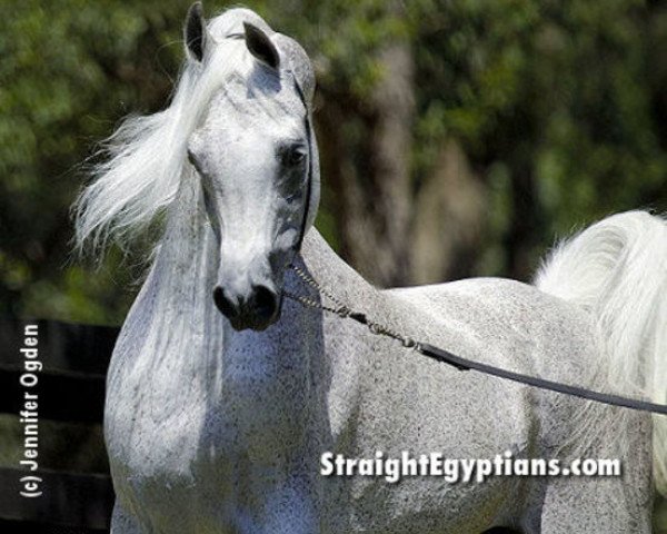 stallion Imperial Madaar EAO (Arabian thoroughbred, 1987, from Imperial Madheen ox)