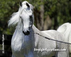 stallion Imperial Madaar EAO (Arabian thoroughbred, 1987, from Imperial Madheen ox)